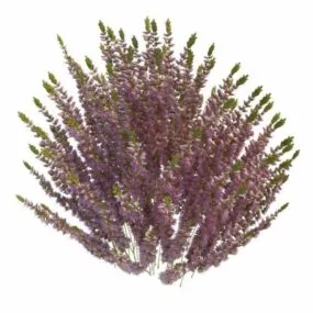 Calluna Heather Outdoor Plant 3d model