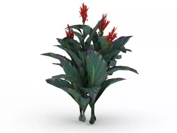 Canna Indica Flower Plant 3d model Canna Indica Flower Plant 3d model