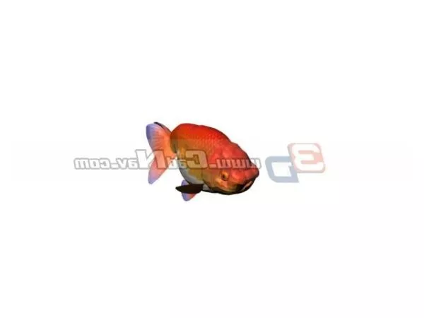 Fish Flagfish 3d model