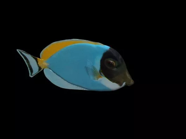 Carcharhinus Amblyrhynchos Fish 3d model Carcharhinus Amblyrhynchos Fish 3d model