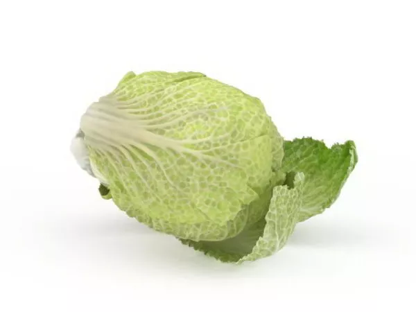 Celery Cabbage Vegetable 3d model Celery Cabbage Vegetable 3d model