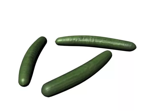 Green Cucumber V1 3d model