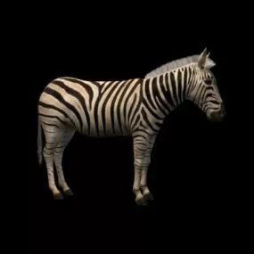Wild Chapman Zebra 3d model