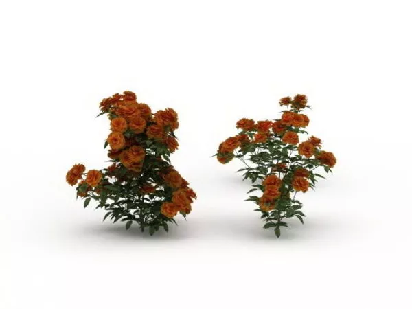 Indoor Chinese Roses Flowers Plant 3d model Indoor Chinese Roses Flowers Plant 3d model