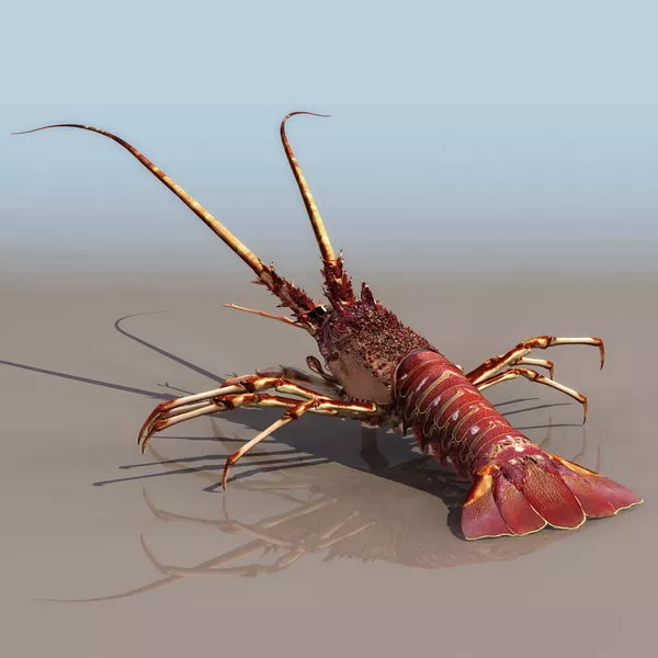 Red Sea Prawn 3d model