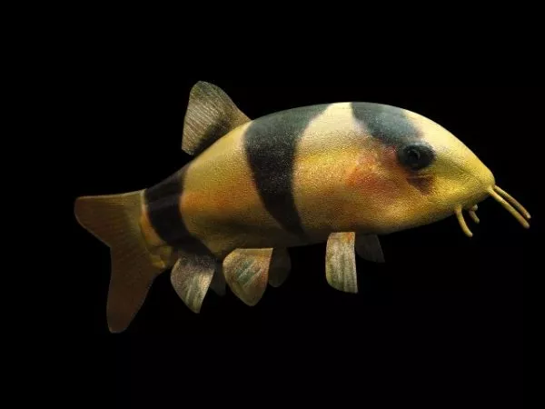 Wild Clown Loach Clownfish 3d model Wild Clown Loach Clownfish 3d model