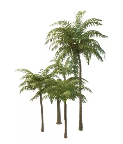 Tall Coconut Tree 3d model