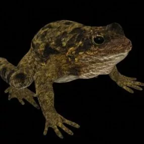 Wild Common Garden Frog 3d model
