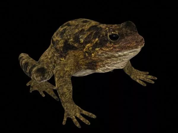 Wild Common Garden Frog 3d model Wild Common Garden Frog 3d model