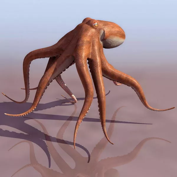 Cartoon Octopus Gosh 3d model