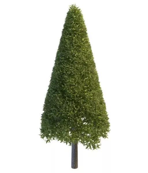 Cone Pine Tree 3d model Cone Pine Tree 3d model