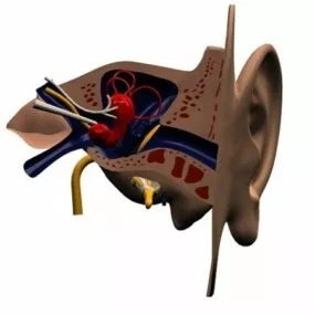 Cross Section Human Ear Anatomy 3d model
