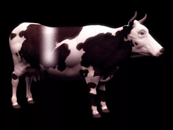 Wild Dairy Cow 3d model Wild Dairy Cow 3d model