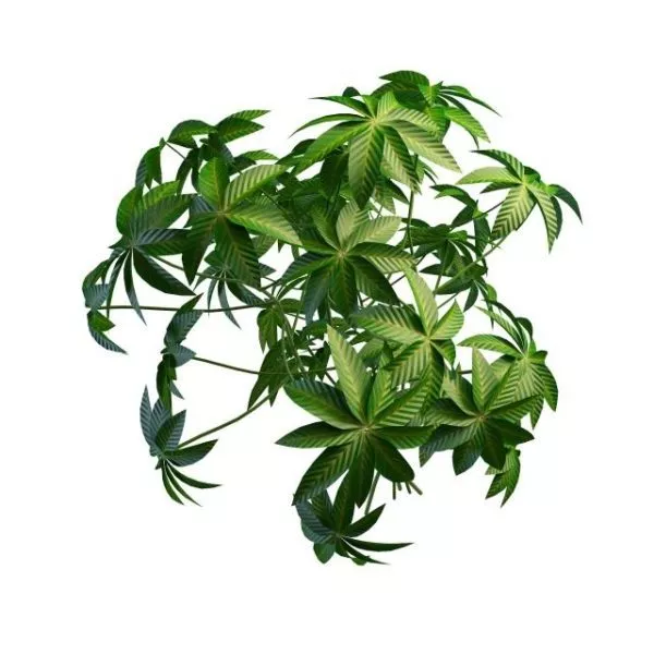 Digitate Leaf Plant Tree 3d model Digitate Leaf Plant Tree 3d model