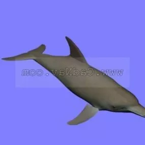 Dolphin Animal 3d model