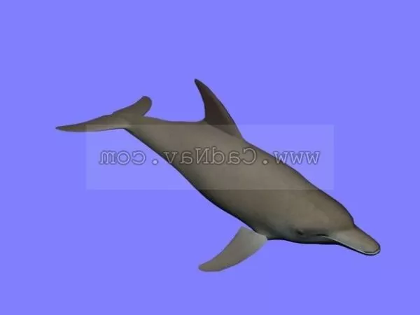 Dolphin Animal 3d model Dolphin Animal 3d model