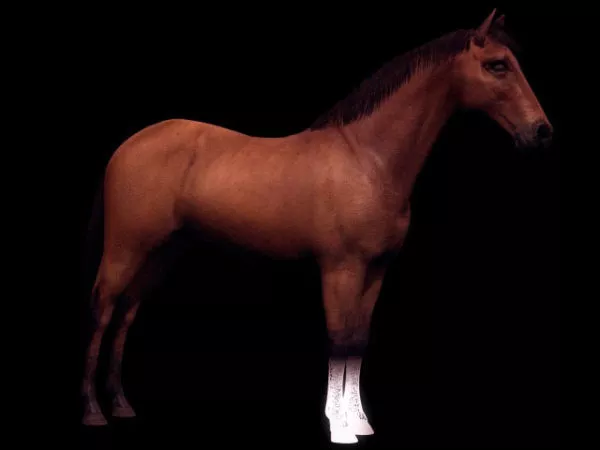 Animal Domestic Horse 3d model Animal Domestic Horse 3d model