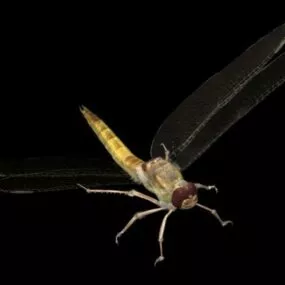 Wild Dragonfly 3d model