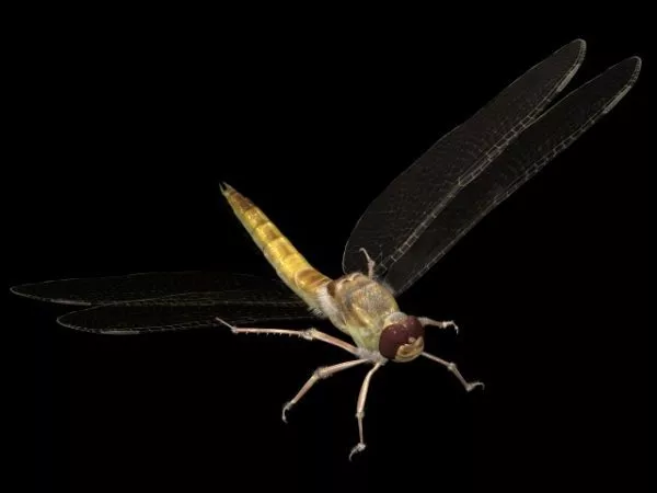 Animation Dragonfly Lowpoly 3d model