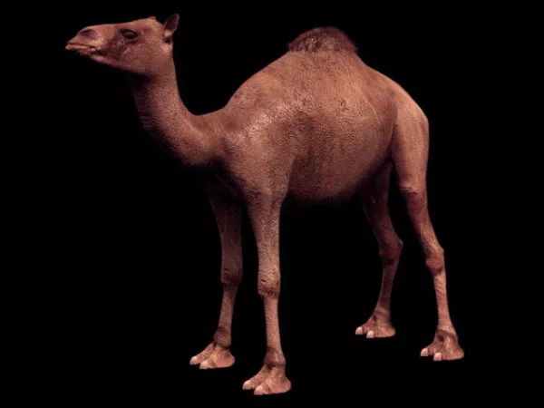 Wild Dromedary Camel 3d model Wild Dromedary Camel 3d model