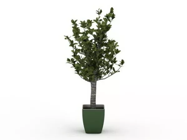 Jade Bonsai Tree Plant 3d model Jade Bonsai Tree Plant 3d model