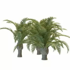 Phoenix Palm Trees 3d model