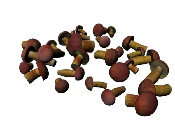 Green Cabbage Vegetable V1 3d model
