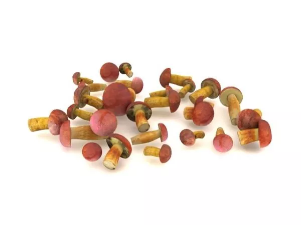 White Radish Carrot 3d model