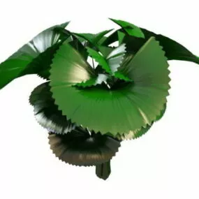 Elephant Ear Plant 3d model