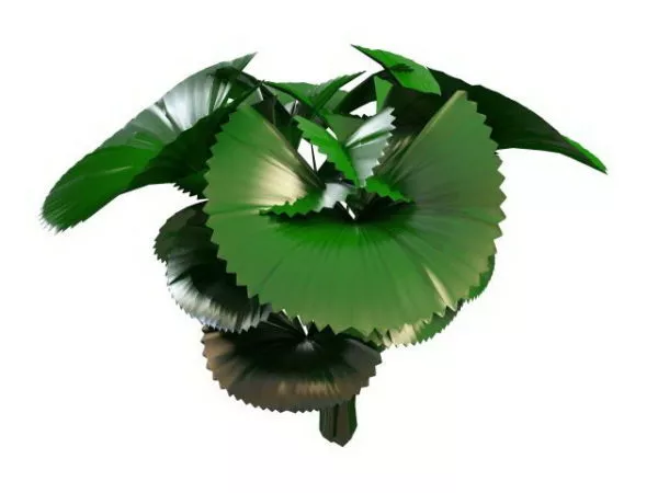 Elephant Ear Plant 3d model Elephant Ear Plant 3d model