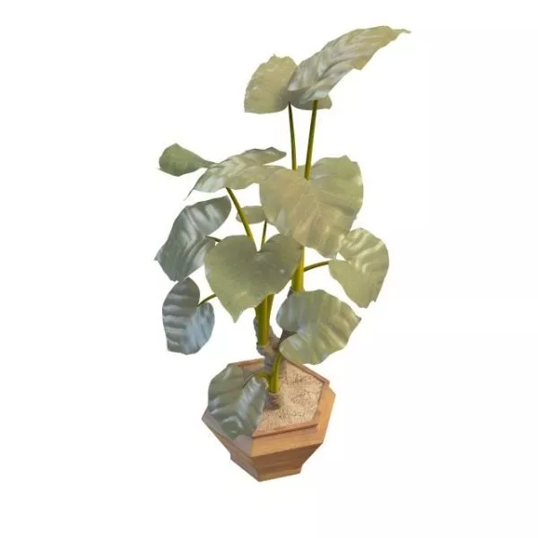 Potted Elephant Ear Plant 3d model Potted Elephant Ear Plant 3d model