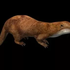 Animal Eurasian Otter 3d model