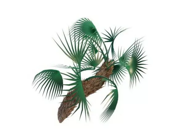 European Fan Palm Plant 3d model European Fan Palm Plant 3d model