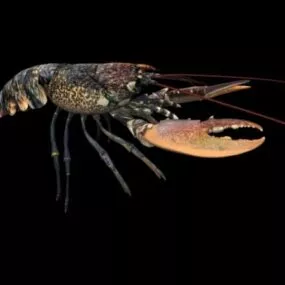 Animal European Lobster 3d model