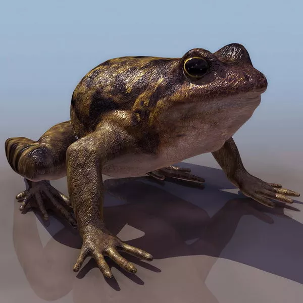 Animal European Spadefoot Toad 3d model Animal European Spadefoot Toad 3d model