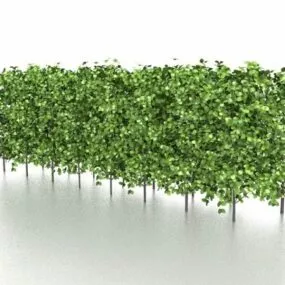 Evergreen Hedge Garden Plants 3d model