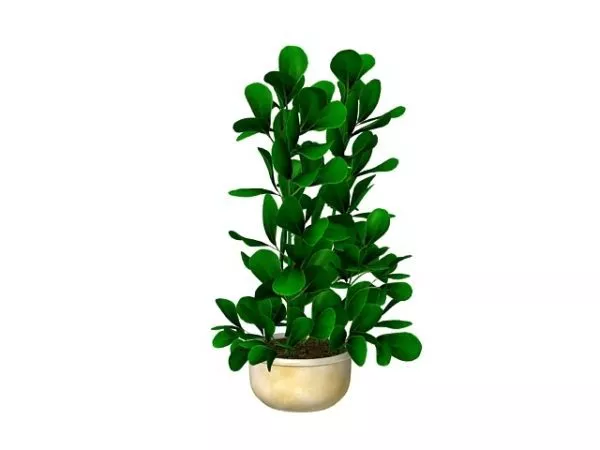 Indoor Evergreen Potted Plant 3d model Indoor Evergreen Potted Plant 3d model
