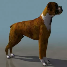Animal Fawn Boxer Dog 3d model