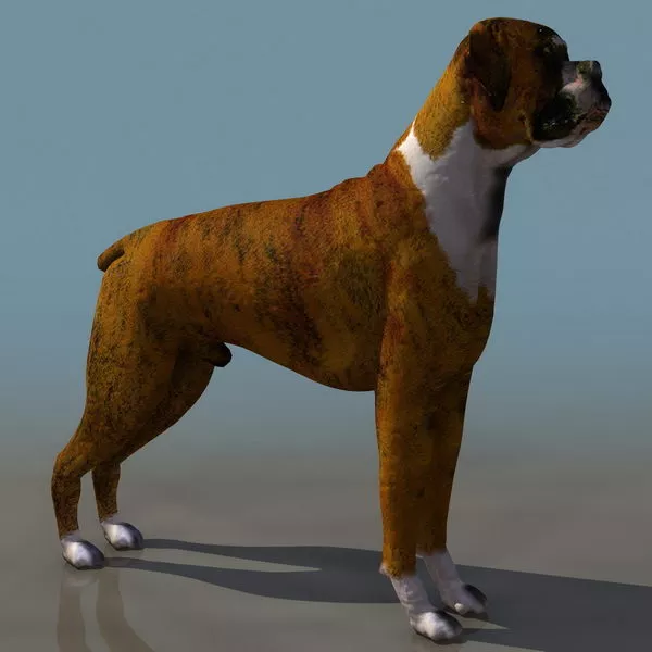 Doberman Pinscher Realistic Dog 3d model