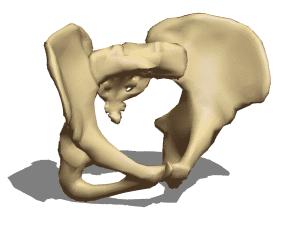 Anatomy Female Pelvis 3d model