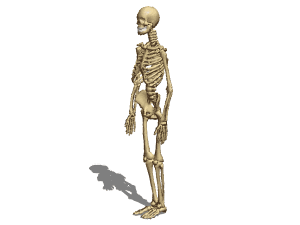 Human Skeleton Man And Women 3d model