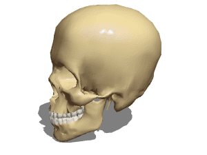 Eye 3d model