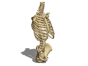Simple Skeleton 3d model