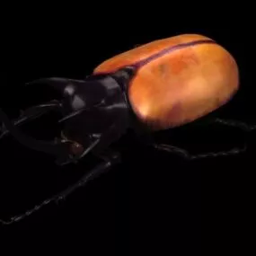 Wild Five Horned Rhinoceros Beetle 3d model