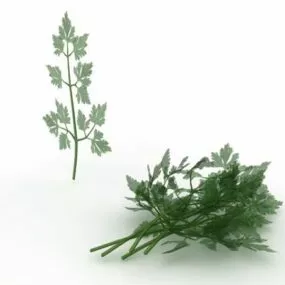 Flat Leaf Parsley Plant 3d model