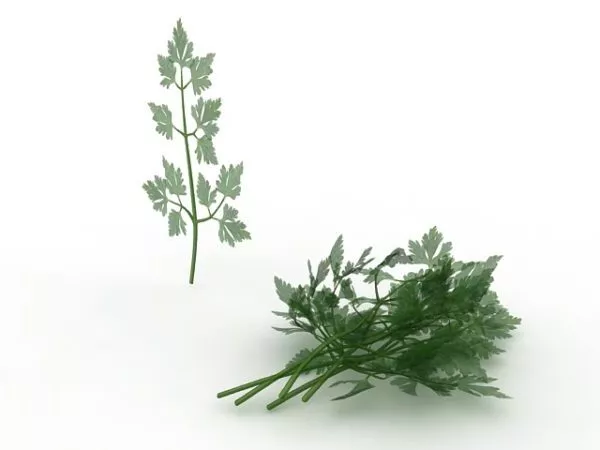 Flat Leaf Parsley Plant 3d model Flat Leaf Parsley Plant 3d model