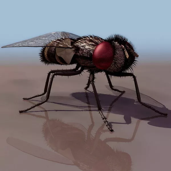Crow Fly Character 3d model