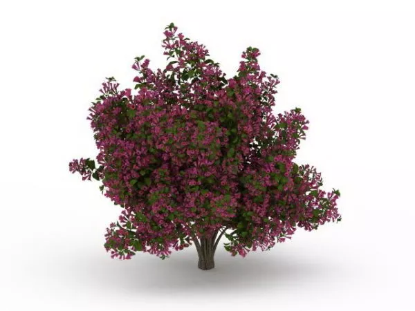 Red Flower Blooming Plant Tree 3d model Red Flower Blooming Plant Tree 3d model