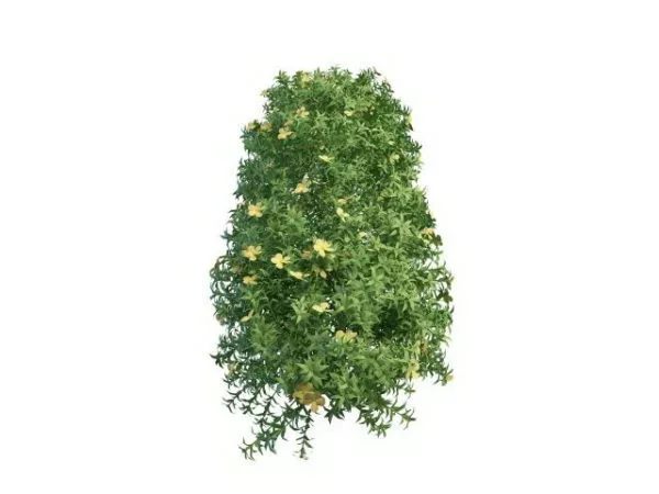 Flowering Fern Plant Tree 3d model Flowering Fern Plant Tree 3d model