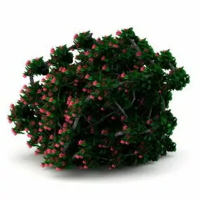 Garden Flowering Shrubs Plant 3d model